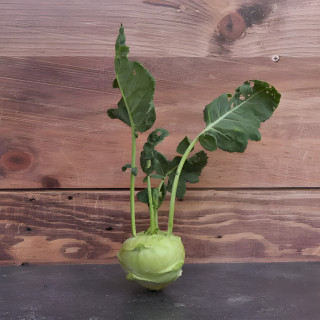 Chou-rave Delikatess blanc