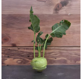 Chou-rave Delikatess blanc