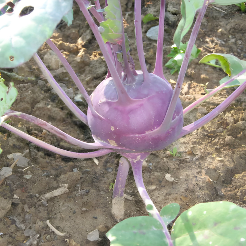 Chou-rave Délikatess bleu