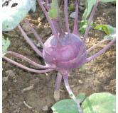 Chou-rave Délikatess bleu