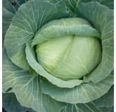 Chou cabus de Brunswick
