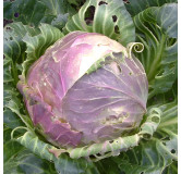 Chou cabus de Vaugirard