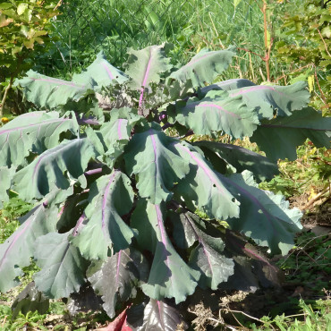 Chou Fourrager Cavalier Rouge