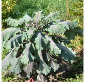 Chou Fourrager Cavalier Rouge