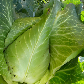 Chou cabus pointu blanc Filderkraut