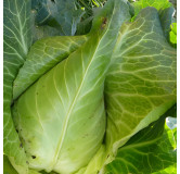 Chou cabus pointu blanc Filderkraut