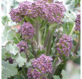 Chou Brocoli à jets violets