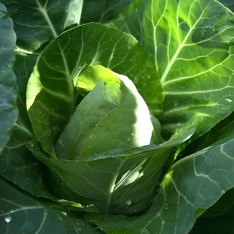 Chou Cabus Coeur de Bœuf des Vertus