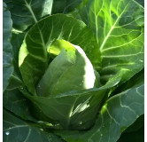 Chou Cabus Coeur de Bœuf des Vertus