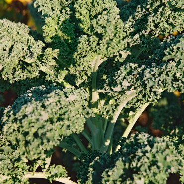 Chou Kale Grand vert du Nord