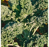Chou Kale Grand vert du Nord