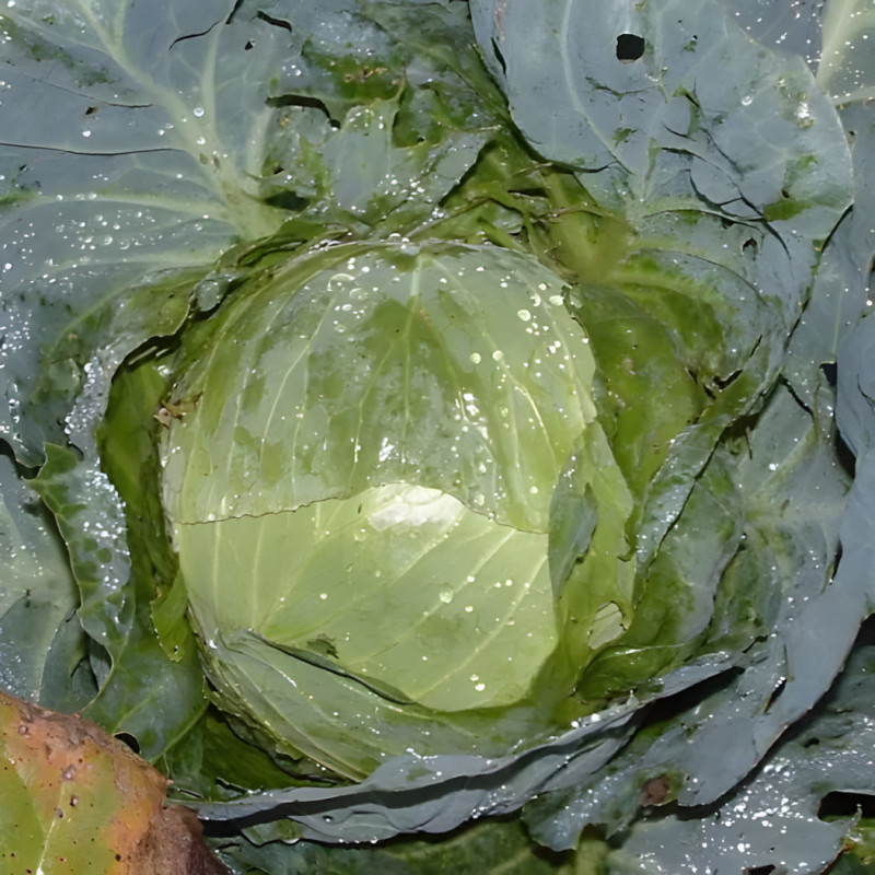 Chou cabus blanc Holsteiner platter