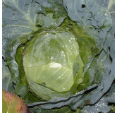 Chou cabus blanc Holsteiner platter