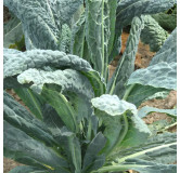Chou Palmier Kale Noir de Toscane