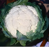 Chou-fleur Neckarperle