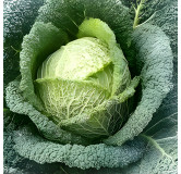 Chou de Milan Plainpalais