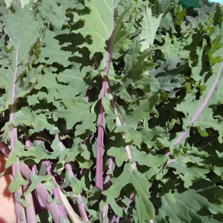 Chou Kale Red Ursa