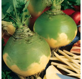 Chou-navet Wilhelmsburger jaune à collet vert