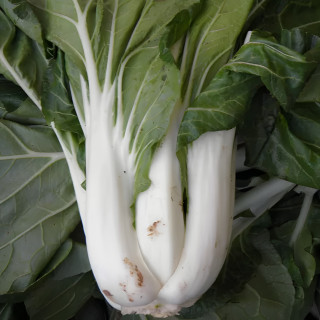 Pak Choi Taisai