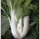 Pak Choi Taisai