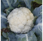 Chou-fleur Flora Blanca