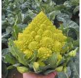 Chou-Fleur Romanesco