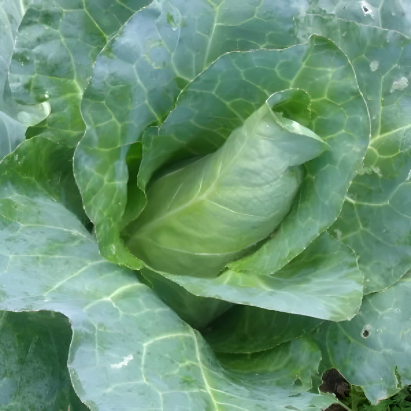 Chou cabus blanc Choupin