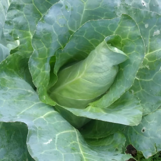 Chou cabus blanc Choupin