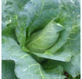 Chou cabus blanc Choupin