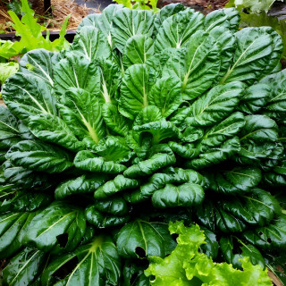 Pak choi Tatsoi