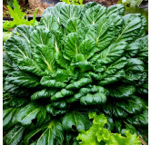 Pak choi Tatsoi