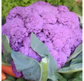 Chou-fleur Violet de Sicile