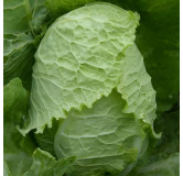 Chou de Milan "Bloemendaalse Gele"