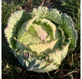 Chou de Milan de Lorient