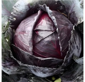 Chou cabus rouge Amarant