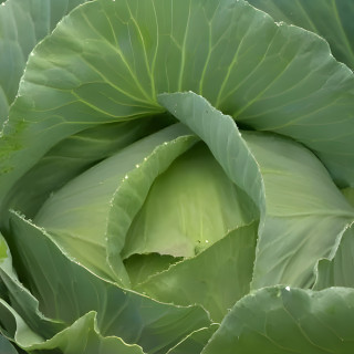 Chou cabus Quintal d'Alsace