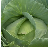 Chou cabus Quintal d'Alsace