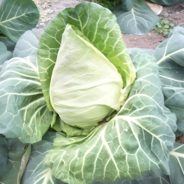 Chou cabus précoce de Louviers