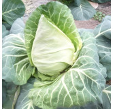 Chou cabus précoce de Louviers