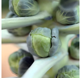 Chou de Bruxelles De Rosny