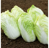 Chou chinois Sativa (type Astuko)