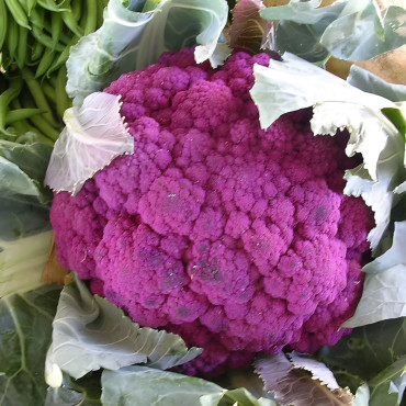 Chou brocoli violet du Cap