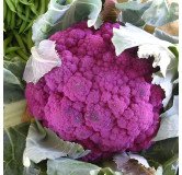 Chou brocoli violet du Cap