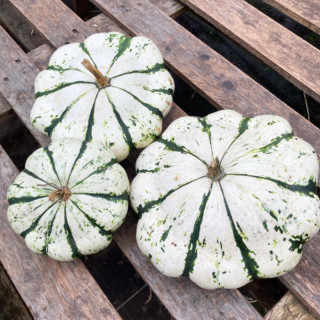 Pâtisson vert panaché de blanc