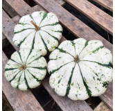 Pâtisson vert panaché de blanc