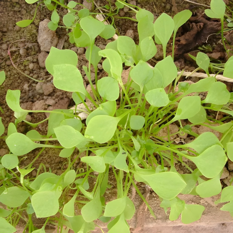 Claytone de Cuba ou Pourpier d'hiver