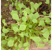 Claytone de Cuba ou Pourpier d'hiver