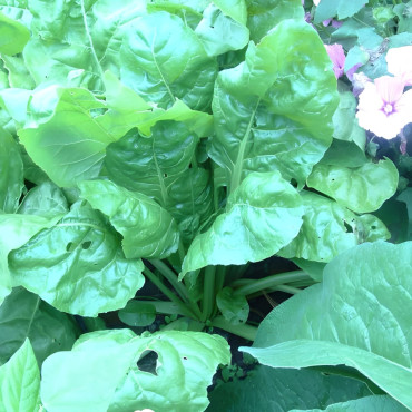 Côte de bette Verte à couper