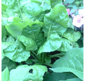 Côte de bette à cardes rouges