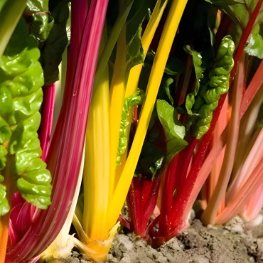 Côte de bette à cardes multicolores